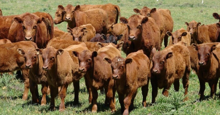 En ascenso: el precio del ternero se mueve al ritmo de la oferta que sale de los campos En ascenso: el precio del ternero se mueve al ritmo de la oferta que sale de los campos