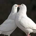 Cuál es el significado espiritual de ver una paloma blanca