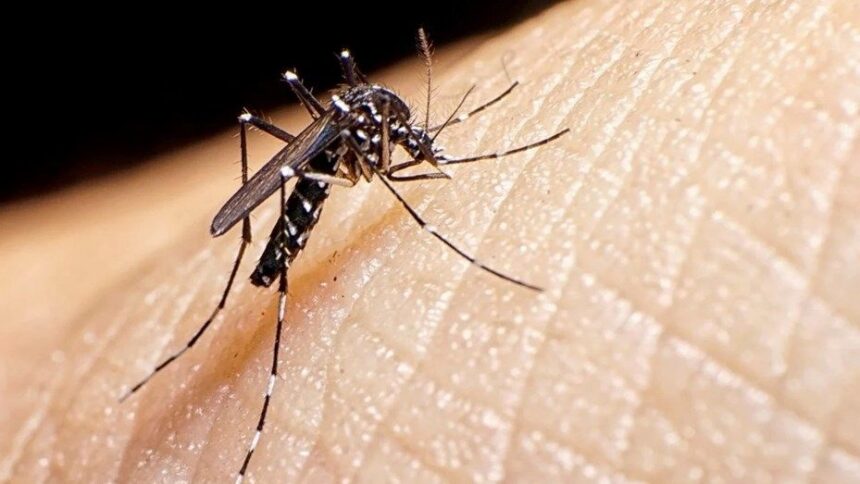 La Rioja: Se confirmó la primera persona fallecida por dengue La Rioja: Se confirmó la primera persona fallecida por dengue