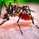 Cuando se roban la 9 y el dengue ataca