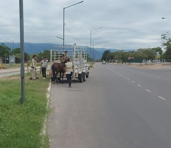Personal de la Policía Montada capturaron a un caballo en Av. Primero de Marzo