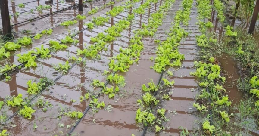 Más de la mitad de las quintas hortícolas de Varela siguen destruidas tras los temporales Más de la mitad de las quintas hortícolas de Varela siguen destruidas tras los temporales