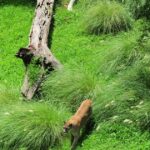Avizoran un puma en la Ciudad y evacúan un parque frente al aeropuerto en Costanera Norte