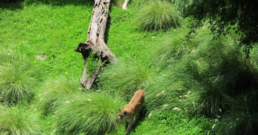 Avizoran un puma en la Ciudad y evacúan un parque frente al aeropuerto en Costanera Norte Avizoran un puma en la Ciudad y evacúan un parque frente al aeropuerto en Costanera Norte