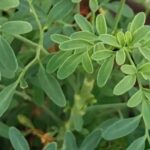 Cuál es el significado de encontrar ruda seca en el jardín, según el Feng Shui