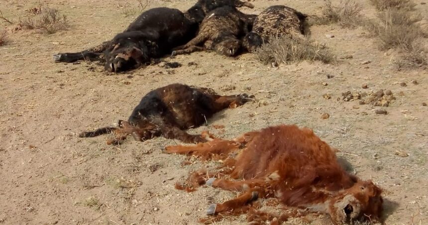 En una zona ganadera continúa la sequía y ya hay más de 5000 animales muertos