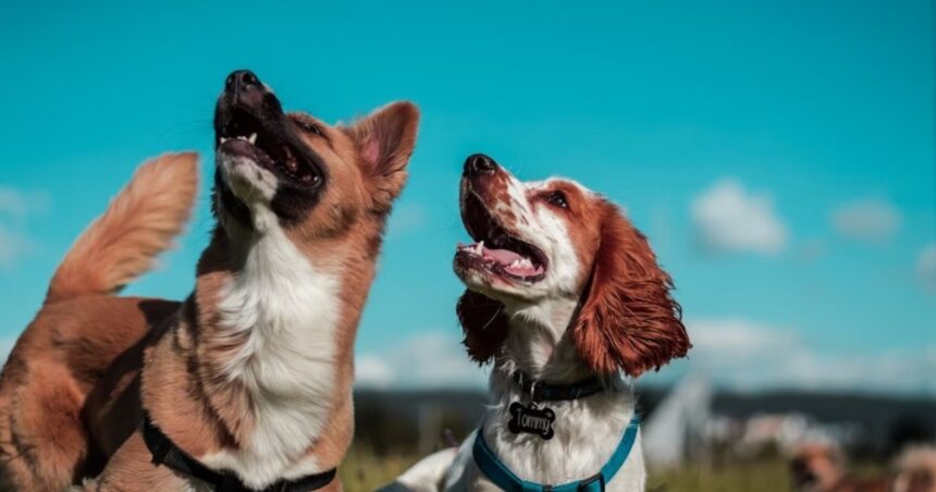 Los mejores nombres para perros, según ChatGPT Los mejores nombres para perros, según ChatGPT