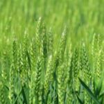 Alerta roja: en campo alquilado, el trigo arroja márgenes negativos