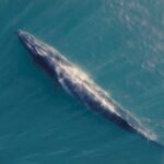 Aventura austral: la odisea para poder salvar a las fascinantes ballenas Sei en los mares del Sur