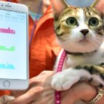 Por qué los gatos son considerados como los “reyes de internet”