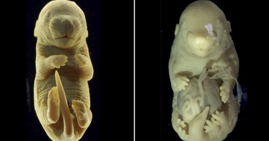 Experimento fallido: a un ratón le hicieron crecer patas en lugar de los genitales Experimento fallido: a un ratón le hicieron crecer patas en lugar de los genitales