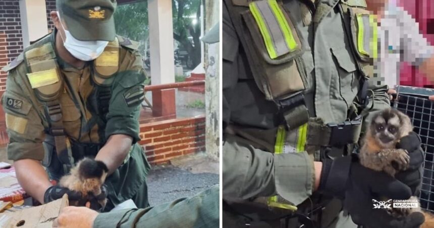 Insólito hallazgo en Formosa: encontraron cinco monos debajo del asiento de una camioneta Insólito hallazgo en Formosa: encontraron cinco monos debajo del asiento de una camioneta