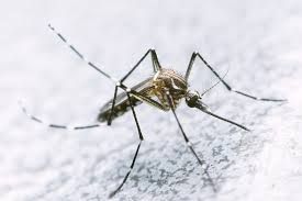 En los casos graves, el dengue puede afectar el corazón