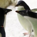 Cientos de pingüinos aparecieron muertos en la Antártida y la causa preocupa a los científicos