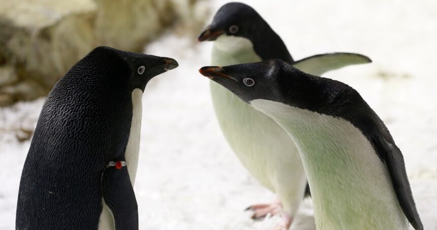 Cientos de pingüinos aparecieron muertos en la Antártida y la causa preocupa a los científicos Cientos de pingüinos aparecieron muertos en la Antártida y la causa preocupa a los científicos