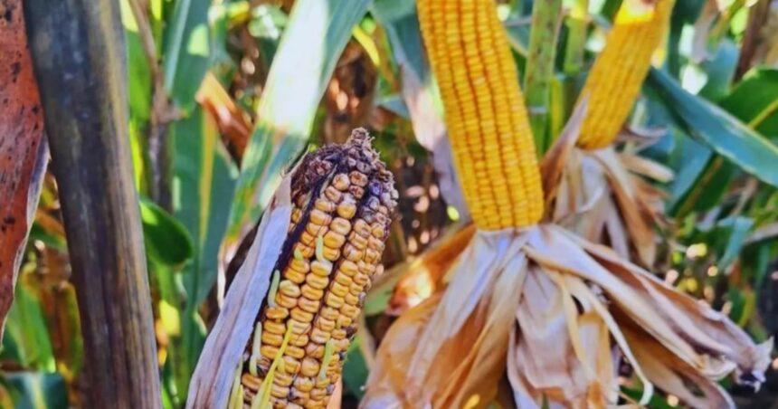 Consejos para cosechar maíz en lotes afectados por chicharrita