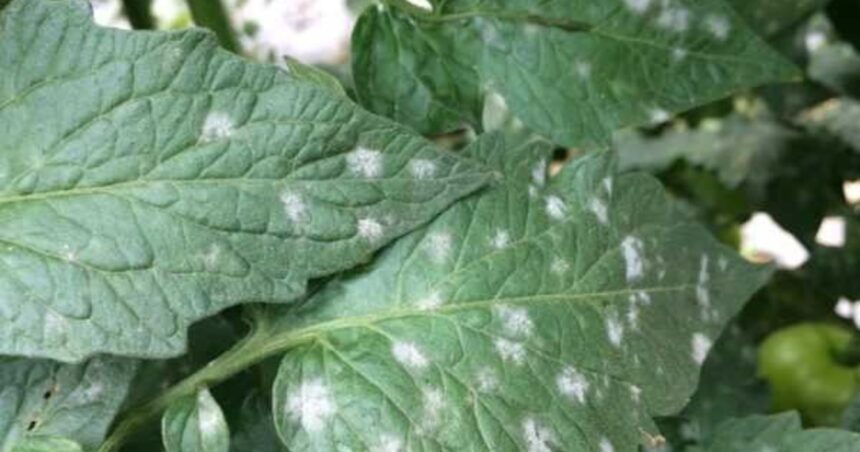 ¿Qué significan las manchas blancas que aparecen en las plantas? ¿Qué significan las manchas blancas que aparecen en las plantas?