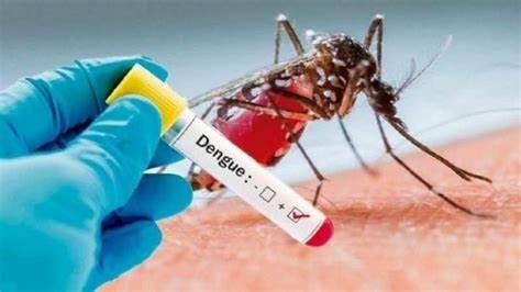 Se confirmaron 280 nuevos casos de dengue en La Rioja Se confirmaron 280 nuevos casos de dengue en La Rioja
