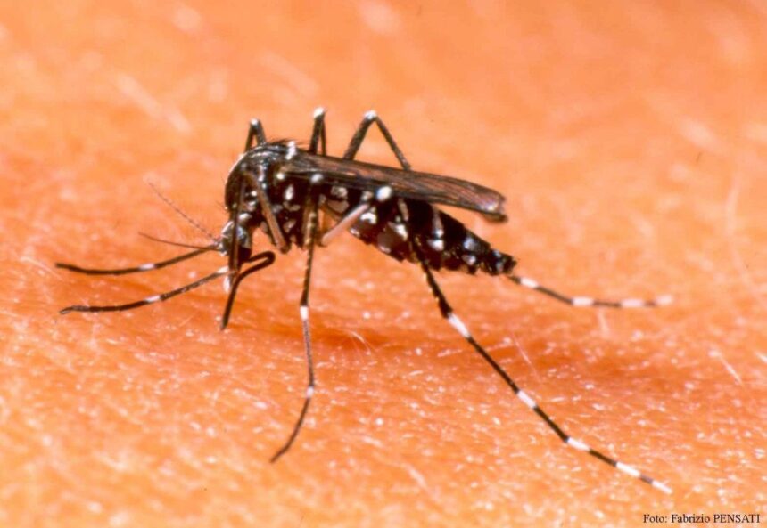 Dengue: “El mosquito no se fue por el frio, volverá con mas hambre” Dengue: “El mosquito no se fue por el frio, volverá con mas hambre”