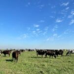Revelan que hay optimismo entre los tamberos por el precio de la leche