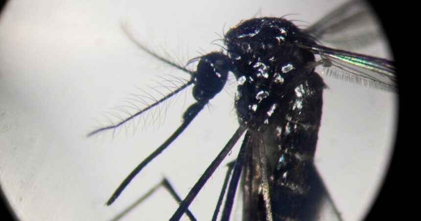 Dengue recargado: crece la amenaza por mosquitos que transmiten dos cepas a la vez Dengue recargado: crece la amenaza por mosquitos que transmiten dos cepas a la vez