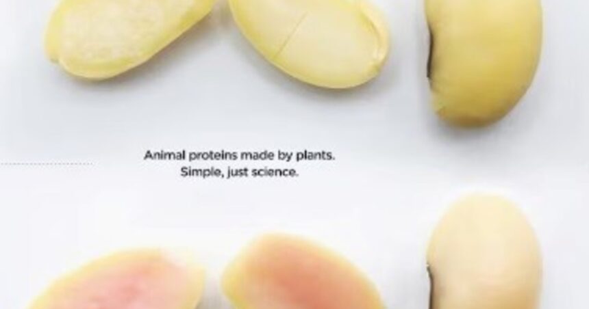 Biotecnología argentina: obtienen proteína de cerdo con semillas de soja Biotecnología argentina: obtienen proteína de cerdo con semillas de soja