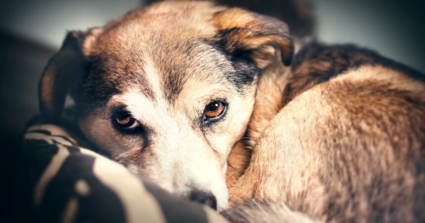 ¿Cómo reducir el jadeo de un perro en las noches?