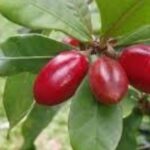 Cómo se llama la fruta que hace que todo sepa dulce