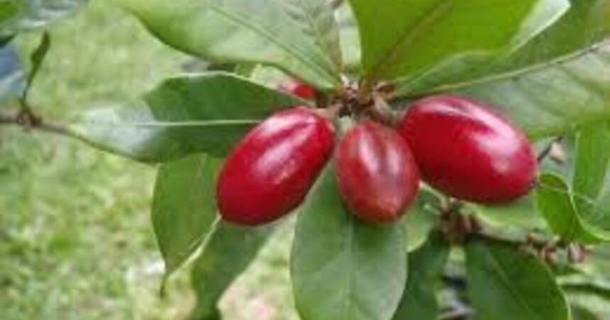 Cómo se llama la fruta que hace que todo sepa dulce Cómo se llama la fruta que hace que todo sepa dulce