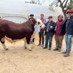 Kayne ganó el Campeonato Junior de la Expo Nacional Braford 2024