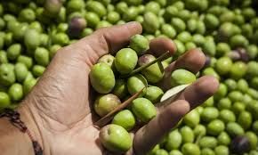 Un fruto riojano tiene prohibido su libre ingreso a San Juan: ¿cuál es y por qué? Un fruto riojano tiene prohibido su libre ingreso a San Juan: ¿cuál es y por qué?