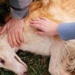 ¿Cómo saber si mi perro está intoxicado por plantas?