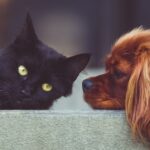 ¿Qué pasa cuando un perro lame a pared?