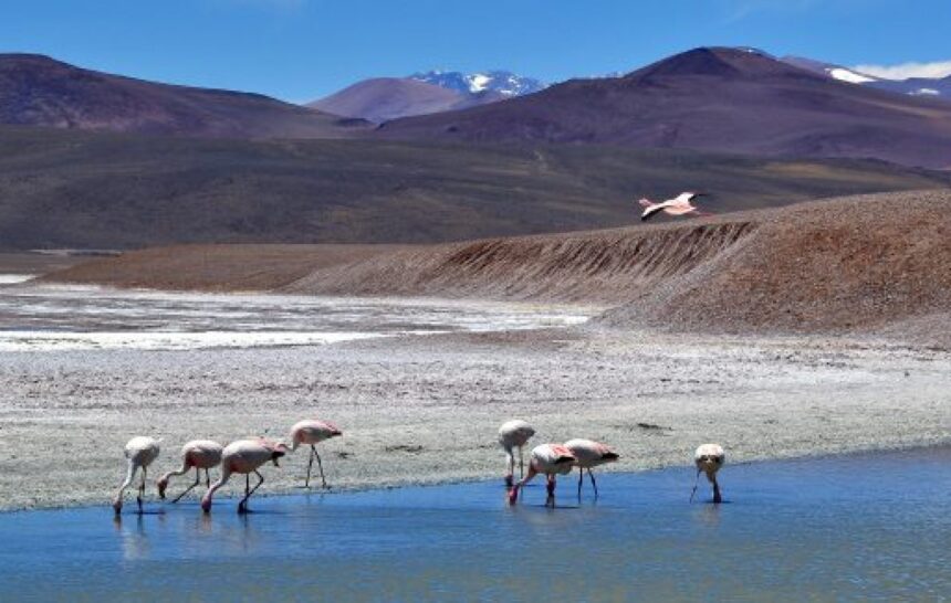 Se dispuso el cierre parcial del acceso a la Reserva Provincial Laguna Brava