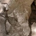 Una mujer filmó un misterioso lagarto que tiene “extremidades humanas”
