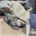 Hallaron una extraña tortuga con pico de águila y cola de cocodrilo