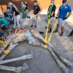 Una jirafa se fracturó las dos patas y se necesitaron 24 personas para curarla