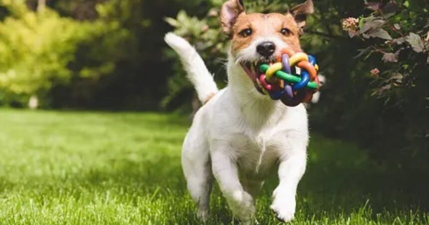 El secreto detrás del movimiento de cola de los perros: qué dice la ciencia El secreto detrás del movimiento de cola de los perros: qué dice la ciencia