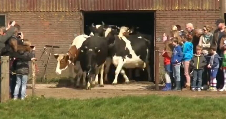 Vacas ven el pasto por primera vez en meses y el video de su reacción se vuelve a viralizar Vacas ven el pasto por primera vez en meses y el video de su reacción se vuelve a viralizar