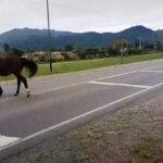 Chilecito: demoran a propietario de animales sueltos