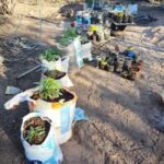 Chamical: Encuentran 281 plantines de marihuana. Dos detenidos