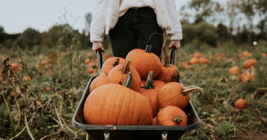 Trucos y consejos para plantar y cultivar calabazas con éxito Trucos y consejos para plantar y cultivar calabazas con éxito