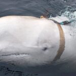 Hallaron muerta a Hvaldimir, la “beluga espía” rusa
