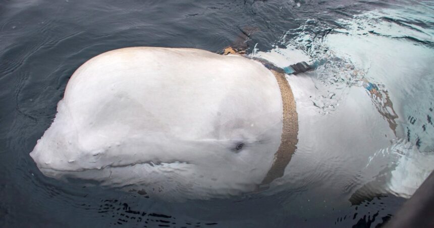 Hallaron muerta a Hvaldimir, la “beluga espía” rusa Hallaron muerta a Hvaldimir, la “beluga espía” rusa