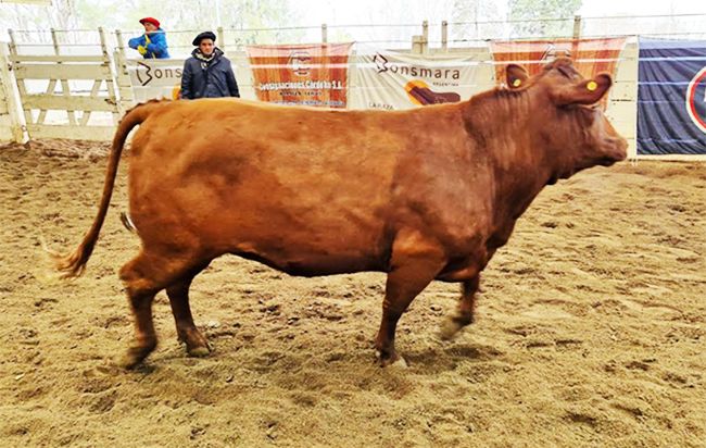 Un toro Bonsmara llamado AGROVERDAD se pagó $ 4.200.000 en Jesús María y se fue para La Rioja Un toro Bonsmara llamado AGROVERDAD se pagó $ 4.200.000 en Jesús María y se fue para La Rioja