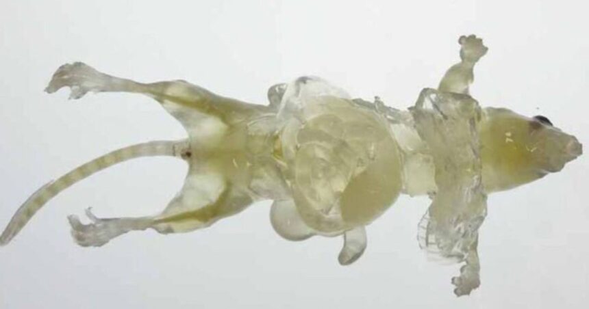 Ratones transparentes: el fenómeno de invisibilidad que lograron científicos con una pomada Ratones transparentes: el fenómeno de invisibilidad que lograron científicos con una pomada