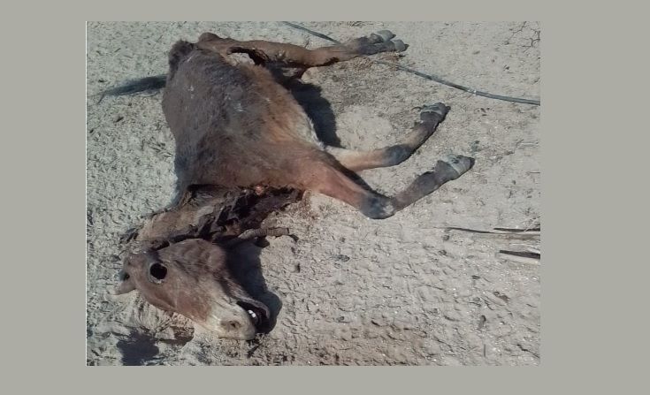 Aimogasta: encuentran 9 caballos muertos sobre el by pas de la Ruta Nacional N° 60 Aimogasta: encuentran 9 caballos muertos sobre el by pas de la Ruta Nacional N° 60