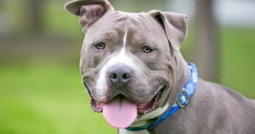 Dos menores sufrieron heridas tras ser atacados por un pitbull de un familiar en Córdoba Dos menores sufrieron heridas tras ser atacados por un pitbull de un familiar en Córdoba