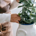 Cómo usar el eucalipto en tu hogar para generar un ambiente de frescura