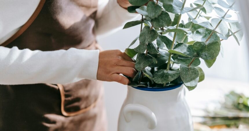 Cómo usar el eucalipto en tu hogar para generar un ambiente de frescura Cómo usar el eucalipto en tu hogar para generar un ambiente de frescura